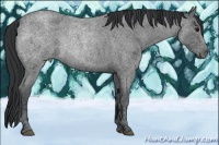 Horse Color:Blue Ice Roan 