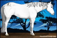 Horse Color:White Spotted Bay Splash