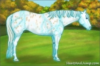 Horse Color:Thunderstruck Gold Champagne Splash Appaloosa