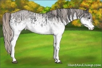 Horse Color:White Spotted Blue Roan Rabicano  and White Spotted Silver Blue Roan Rabicano 