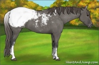 Horse Color:White Spotted Grullo Appaloosa 