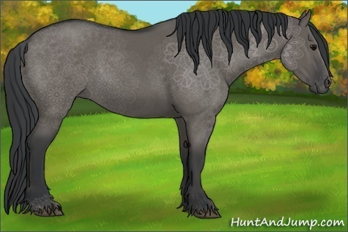 Horse Color:Grullo 