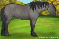 Horse Color:Grullo 