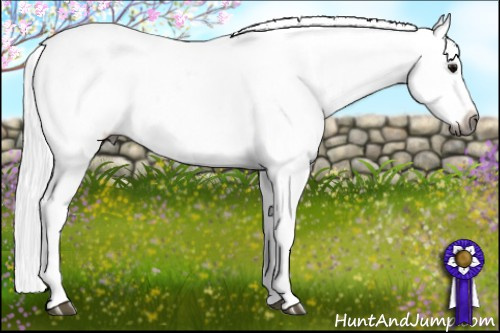 Horse Color:Gray White Spotted Black Blanket