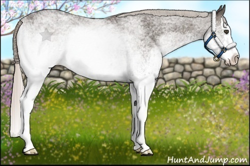 Horse Color:White Spotted Silver Black Splash Rabicano 