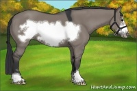 Horse Color:Grullo Sabino Frame