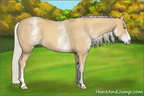 Horse Color:White Spotted Gold Cream Champagne