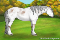 Horse Color:Gray White Spotted Bay