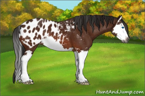 Horse Color:Gray Bay Splash Appaloosa