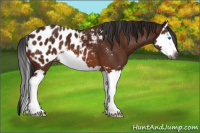 Horse Color:Gray Bay Splash Appaloosa