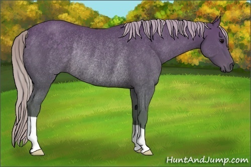 Horse Color:Silver Black Rabicano 
