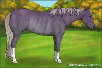 Horse Color:Silver Black Rabicano 