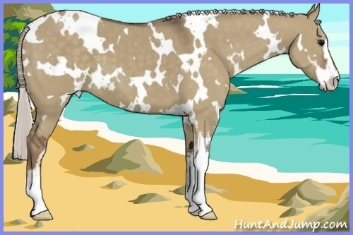 Horse Color:White Spotted Silver Grullo Sabino 