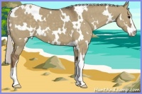 Horse Color:White Spotted Silver Grullo Sabino
