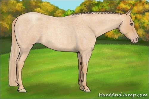 Horse Color:Gold Champagne Roan