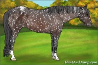 Horse Color:Brown Appaloosa