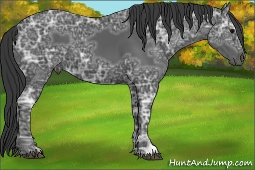 Horse Color:Black Ice 