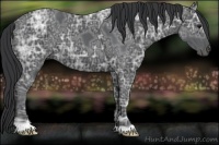 Horse Color:Black Ice 