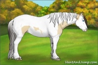Horse Color:Amber Champagne Dun Splash Tobiano 