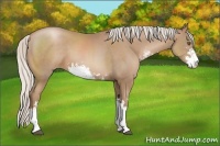 Horse Color:Silver Black Pearl Sabino 