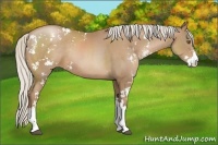 Horse Color:Silver Black Pearl Sabino Rabicano