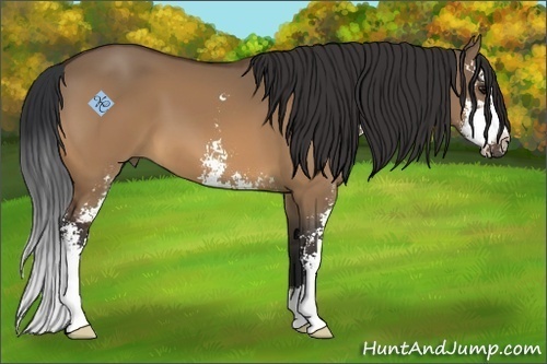 Horse Color:Brown Dun Sabino