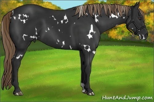 Horse Color:White Spotted Liver Chestnut 