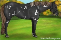 Horse Color:White Spotted Liver Chestnut 
