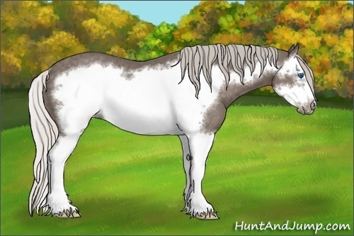 Horse Color:Silver Black Splash Frame Rabicano 