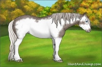 Horse Color:Silver Black Splash Frame Rabicano