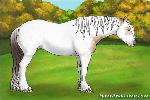 Horse Color:Amber Champagne Splash Tobiano Frame 