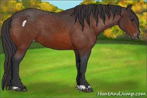 Horse Color:Bay Appaloosa 