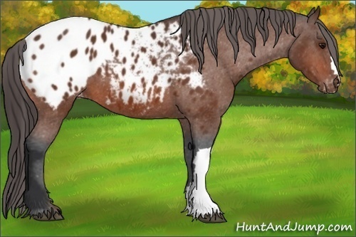 Horse Color:Bay Appaloosa 