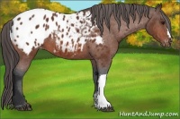 Horse Color:Bay Appaloosa 