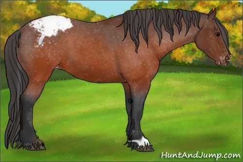 Horse Color:Brown Appaloosa 