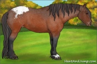 Horse Color:Brown Appaloosa 