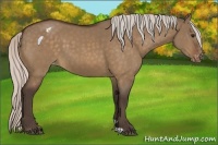 Horse Color:Silver Brown Dun Appaloosa 