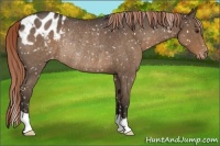 Horse Color:Liver Red Roan Appaloosa Rabicano