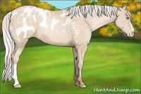 Horse Color:Silver Buckskin Pearl Appaloosa 