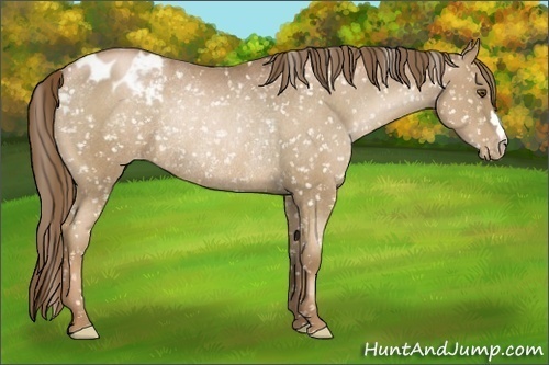 Horse Color:Liver Chestnut Pearl Appaloosa Rabicano