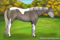 Horse Color:Silver Black Sabino Tobiano Rabicano