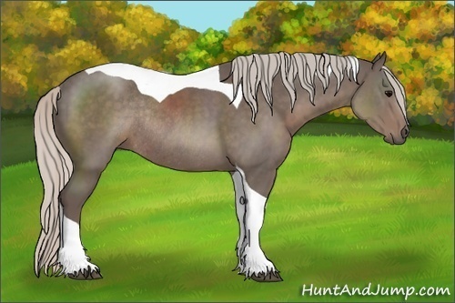 Horse Color:Silver Black Sabino Tobiano Rabicano 