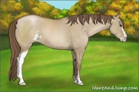 Horse Color:Grullo Pearl Sabino