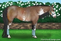 Horse Color:Bay Sabino Rabicano