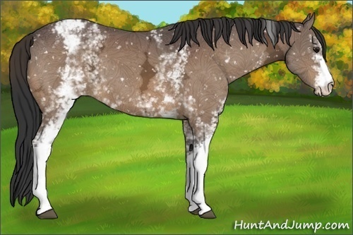 Horse Color:White Spotted Bay Ice Appaloosa