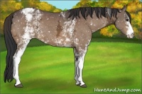 Horse Color:White Spotted Bay Ice Appaloosa 