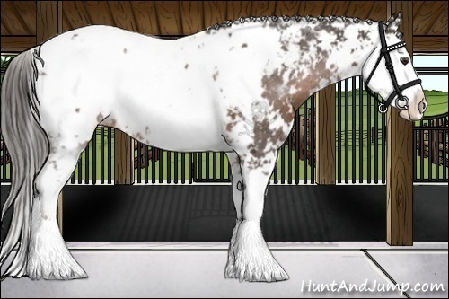 Horse Color:Liver Chestnut Sabino Near Leopard