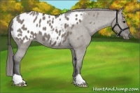 Horse Color:Grullo Appaloosa