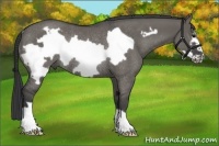 Horse Color:Grullo Frame Rabicano 