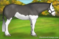 Horse Color:Grullo Splash 